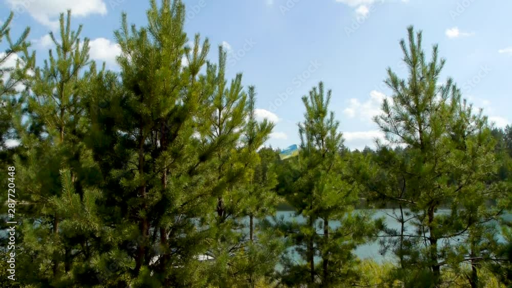 Ukrainian flag with coat of arms peeks between pines and fir trees near the lake Ukrainian flag with coat of arms peeks between pines and fir trees near the lake