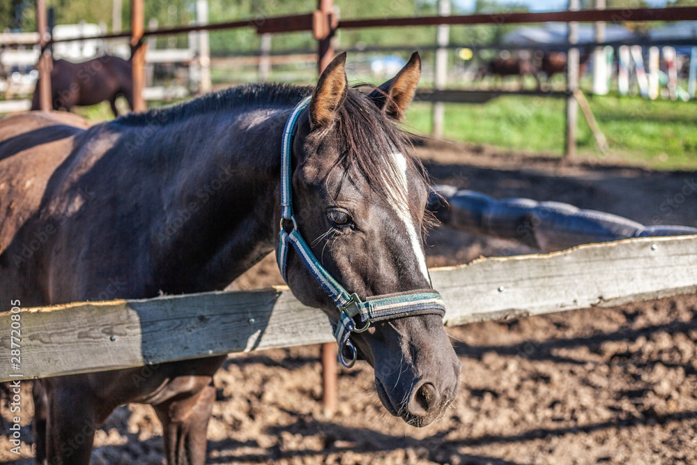 Fototapeta premium A horse stands in a paddock on a farm. A horse in natural lighting looks out from behind a fence.