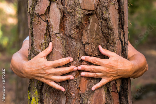 A pair of human hands hugging a tree in the woods - love for the outdoors and nature - earth day concept. An old woman hiding from the trunk. People save the planet from deforestation