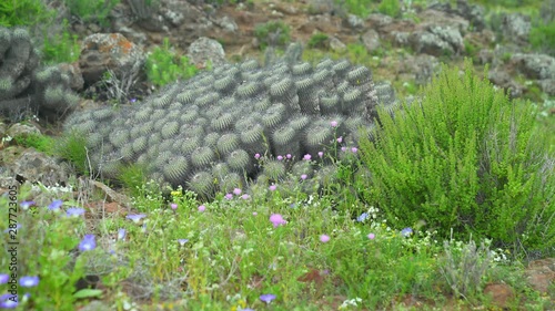 Flora and vegetation in the Atacama Desert, during the greatest flowering in the last 20 years photo