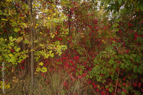 autumn leaves on tree