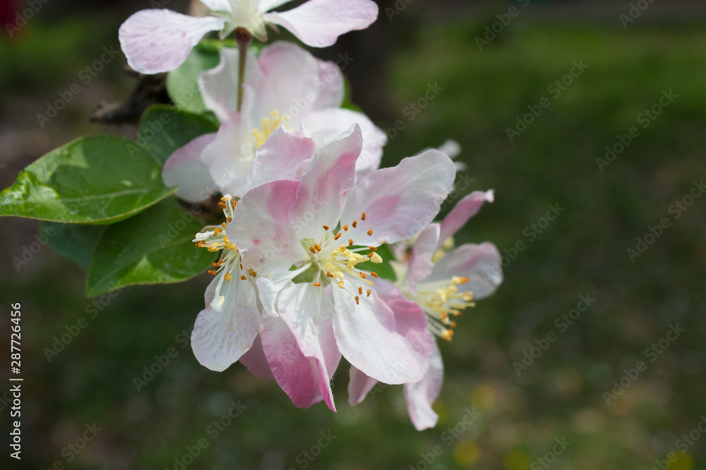 Apple Blossom in China Apple Blossom in China