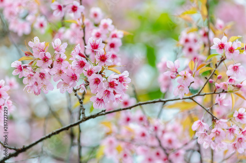 cherry blossom © torjrtrx