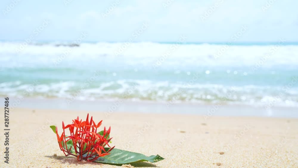 Sea of flowers in Phuket sea beach beautiful Thailand, Background. Sea of flowers in Phuket sea beach beautiful Thailand, Background.