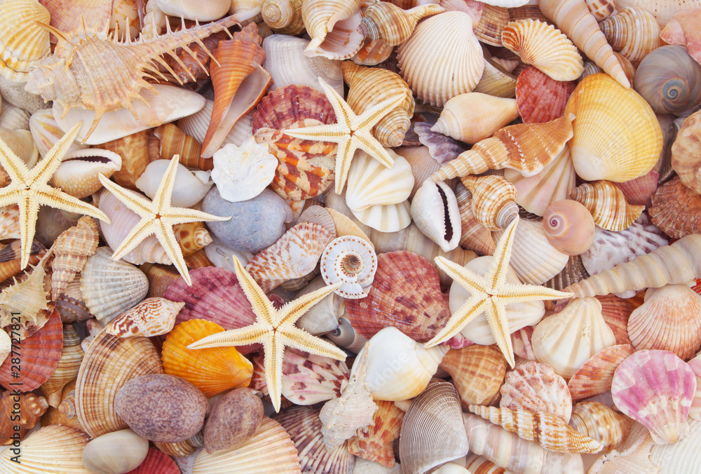 Seashells background, lots of amazing seashells, coral and starfishes mixed