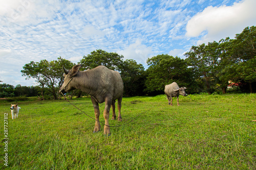 Thai buffalo is grown in bright green fields  at Phuket  Thailand.