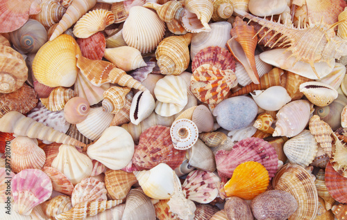 Colorful tropical seashells as background