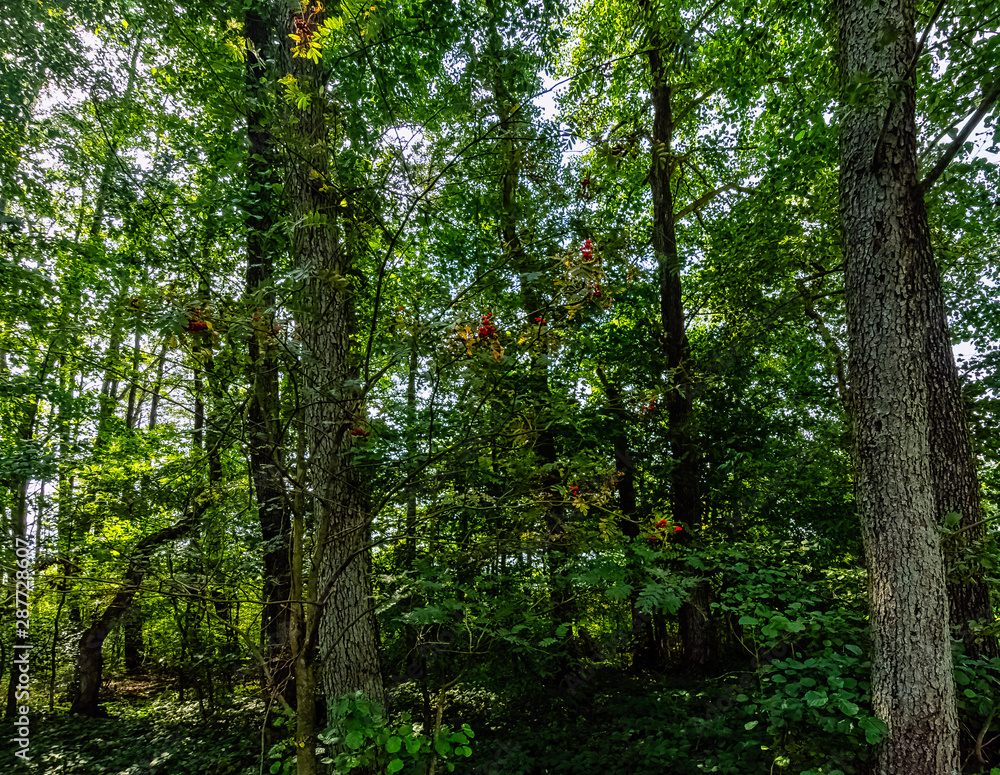 Fototapeta premium Polish wild forest - Kampinos National Park, Poland