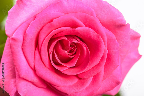 Beautiful single pink rose isolated on white background