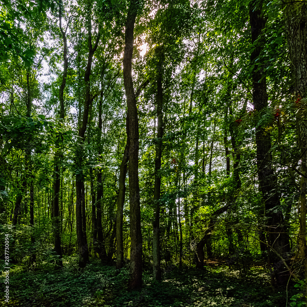 Polish wild forest - Slowinski National Park, Poland Polish wild forest - Slowinski National Park, Poland