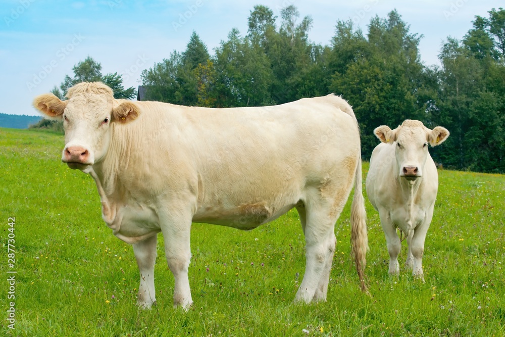 Charolais cow, French breed - two heifers in the pasture Charolais cow, French breed - two heifers in the pasture