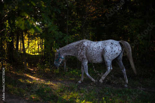 A beautiful white horse in spots walks through the forest. The animal on the farm. Background noble animal.