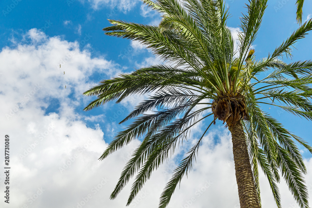 Obraz premium Palm tree against the sky