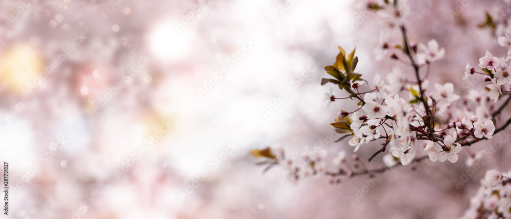 Panoramic spring background. Apricot blossoms and bokeh background Panoramic spring background. Apricot blossoms and bokeh background
