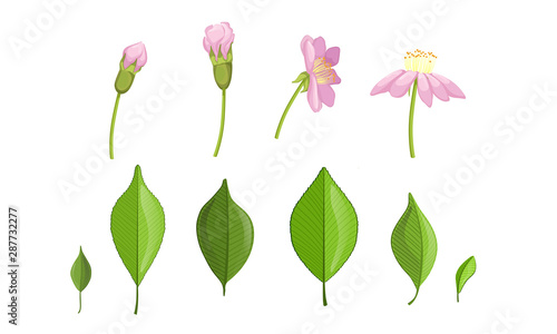Garden Flower and Leaf Growth Stages, Pink Flower Flourish Process Vector Illustration