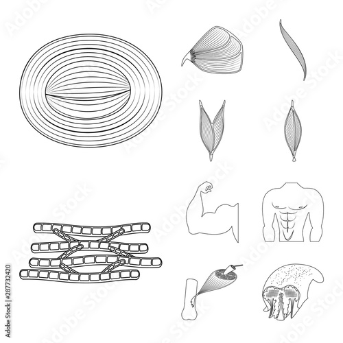 Isolated object of fiber and muscular logo. Collection of fiber and body stock vector illustration.