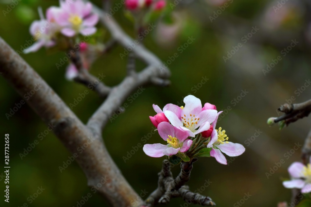 flower in garden flower in garden