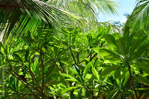 In tropical greenery. Leaves of palm trees and other plants. Lots of green and blue.