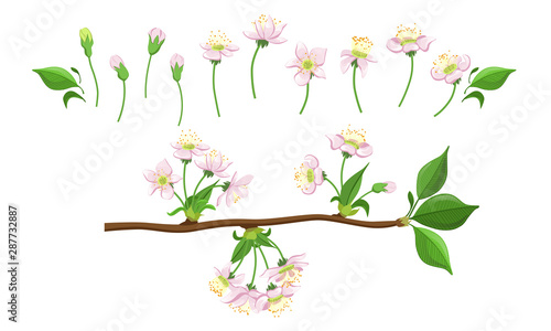 Blooming Tree Branches Set, Apple or Cherry Flower Blossom Stages, Pink Flower Flourish Process Vector Illustration