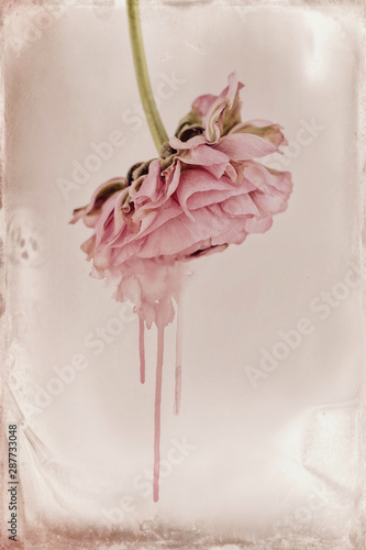 pink ranunculus, melting