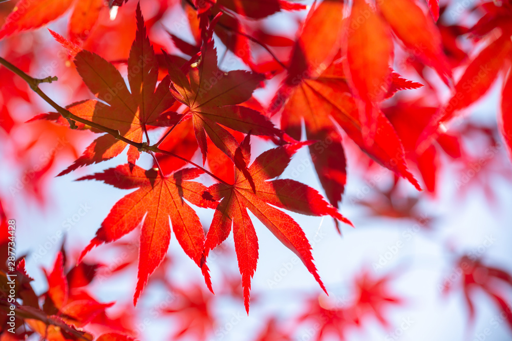 Red colorful autumnal maple leaves, autumn concept Red colorful autumnal maple leaves, autumn concept
