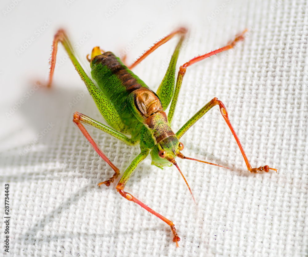Fototapeta premium Macro image of a grasshopper on white background