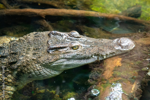 Closeup crocodile resting with eyes open at the zoo.