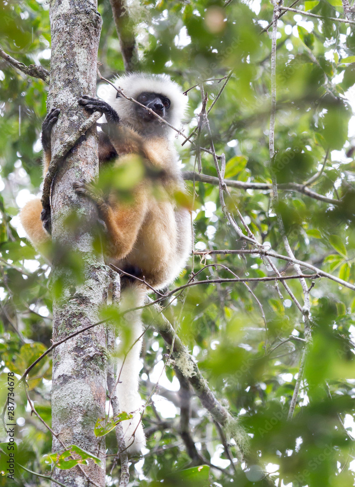 Obraz premium Golden Sifaka, dancing lemur of Madagascar