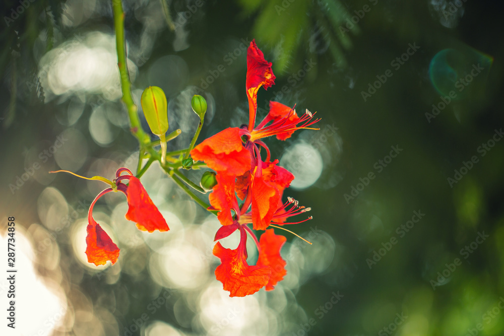 Fototapeta premium royal poinciana tree red flowers bloom