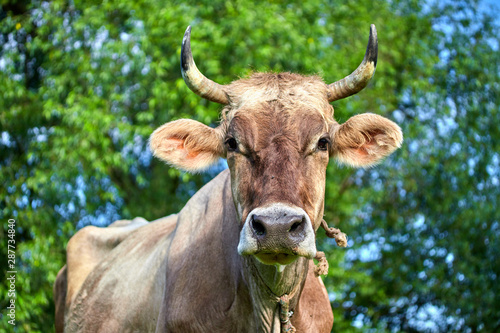 beige horned cow on a green meadow eats grass