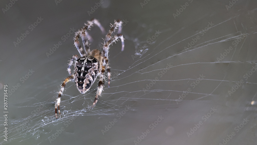 Macro photo of the spider with beautiful picture on the back and legs and with spiderweb Macro photo of the spider with beautiful picture on the back and legs and with spiderweb