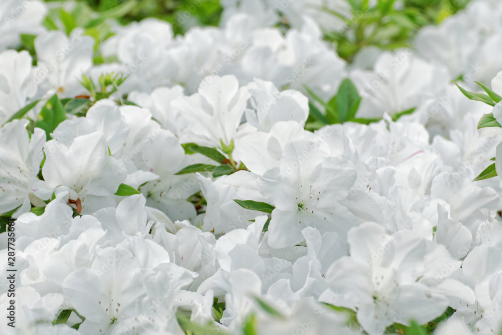 Fototapeta premium white azalea flowers blooming in garden