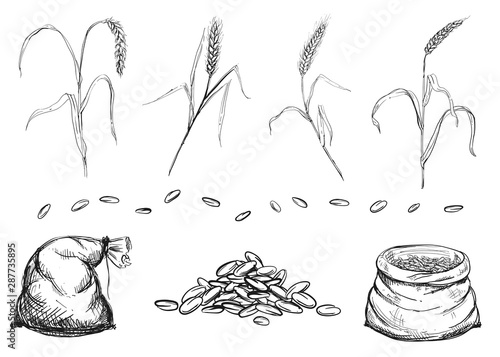Hand drawn black and white vector illustration set of grain, ear of wheat, grass. sketch.