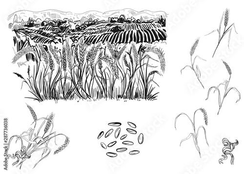 Hand drawn black and white vector illustration set of grain, ear of wheat, grass. sketch.