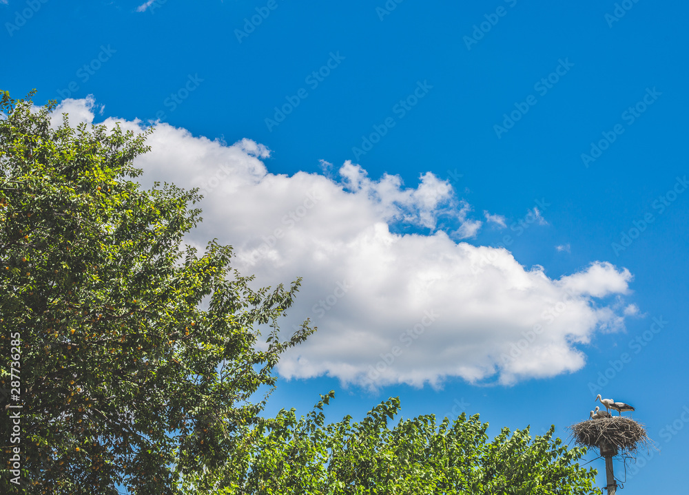 trees and blue sky stork's nest