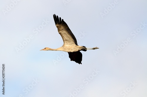 Common Crane (Grus grus) Young bird flight