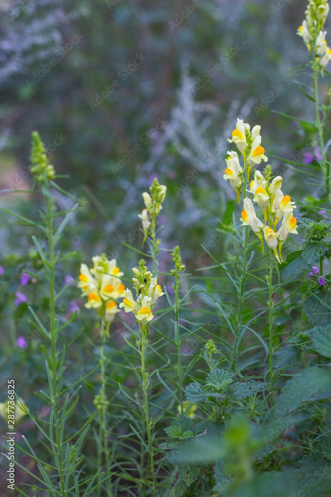 Fototapeta premium field of yellow flowers