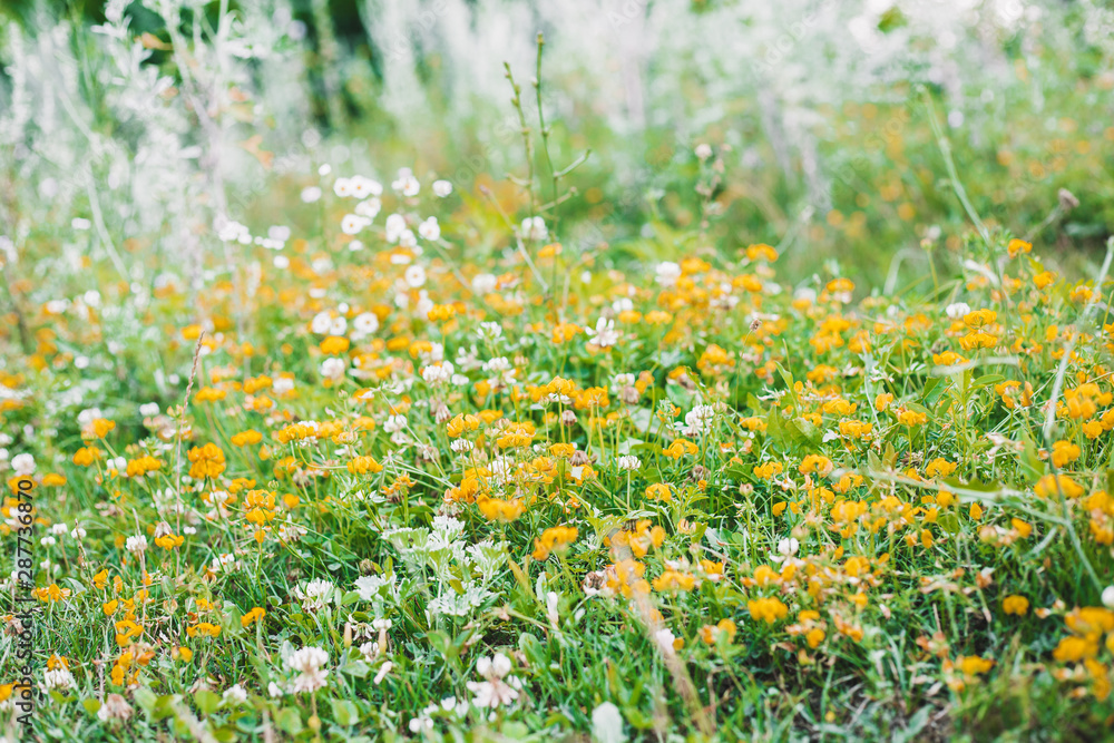 Fototapeta premium field of daisies