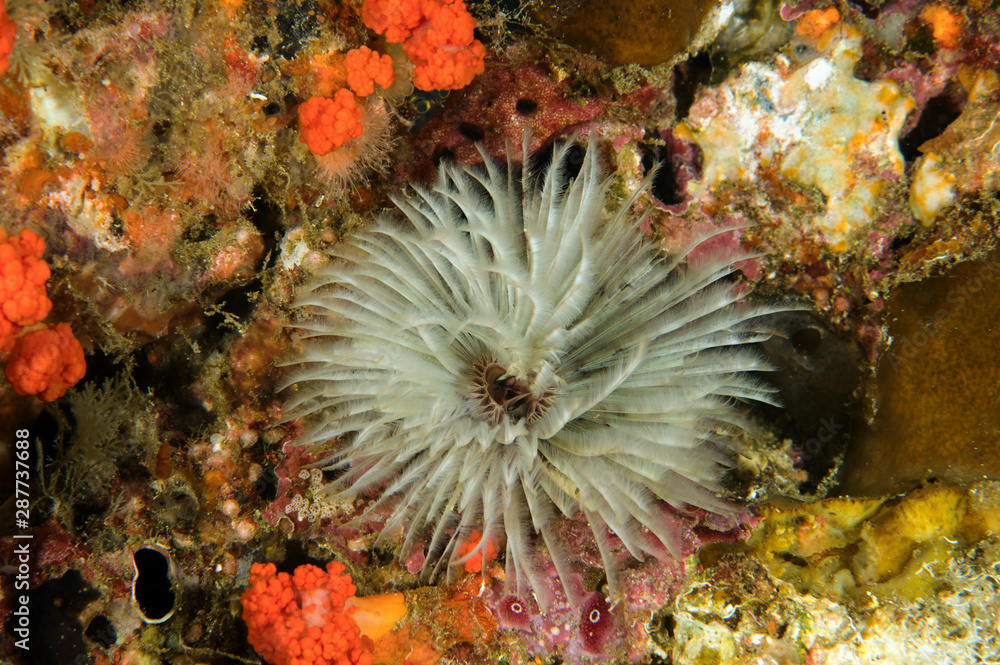 Marine worm, Sabellidae, Raja Ampat Indonesia Marine worm, Sabellidae, Raja Ampat Indonesia