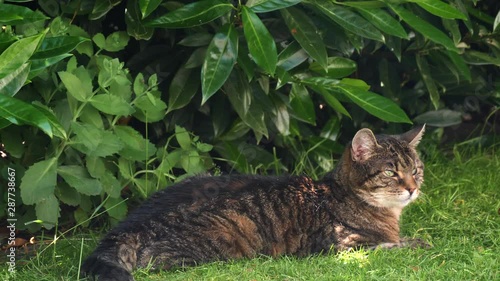 cat resting a grasfield in the garden photo