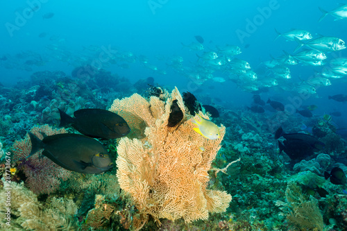 Reef scenic with fish schools Raja Ampat Indonesia.