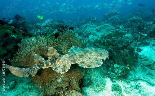 Tasselled wobbegong shark, Eucrossorhinus dasypogon, Raja Ampat Indonesia.