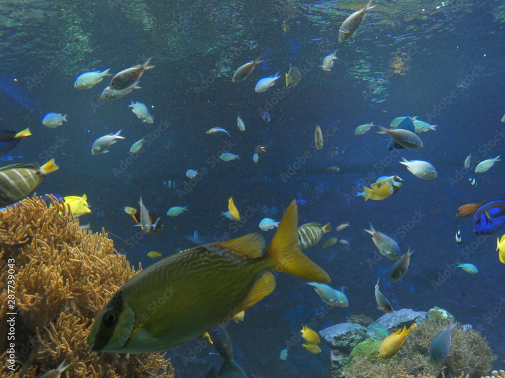 Obraz premium 須磨水族館金魚水槽6