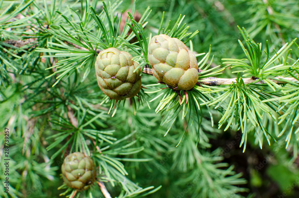 View of young pine cones View of young pine cones