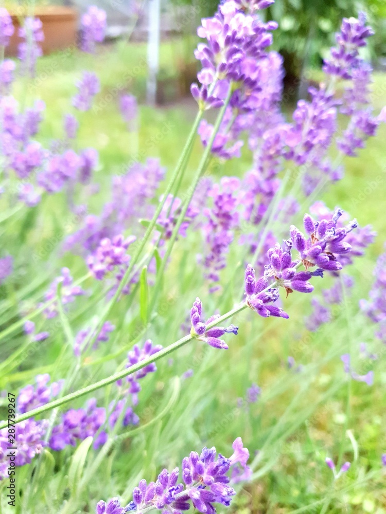 Obraz premium field of lavender flowers