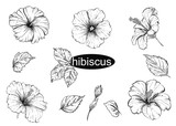 Detailed hand drawn black and white illustration set of flowers hibiscus, leaf. sketch. Vector.