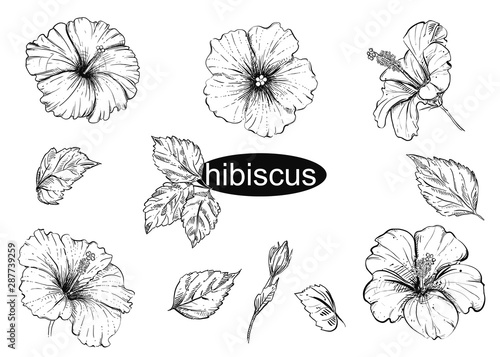 Detailed hand drawn black and white illustration set of flowers hibiscus, leaf. sketch. Vector.