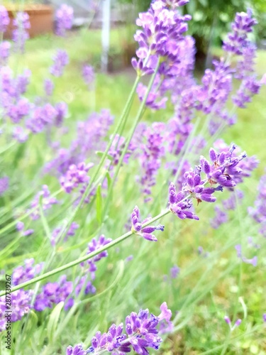 field of lavender flowers