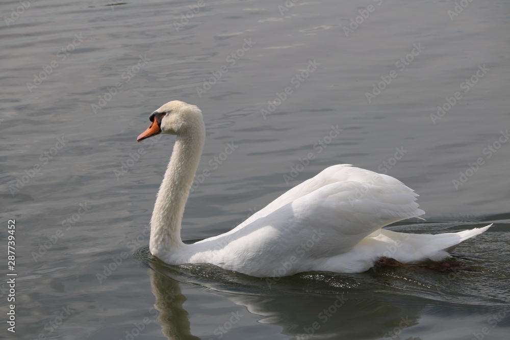 コブハクチョウ