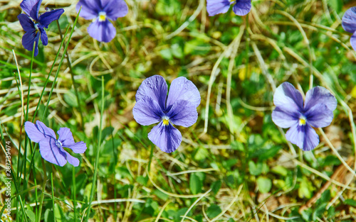 Viola altaica